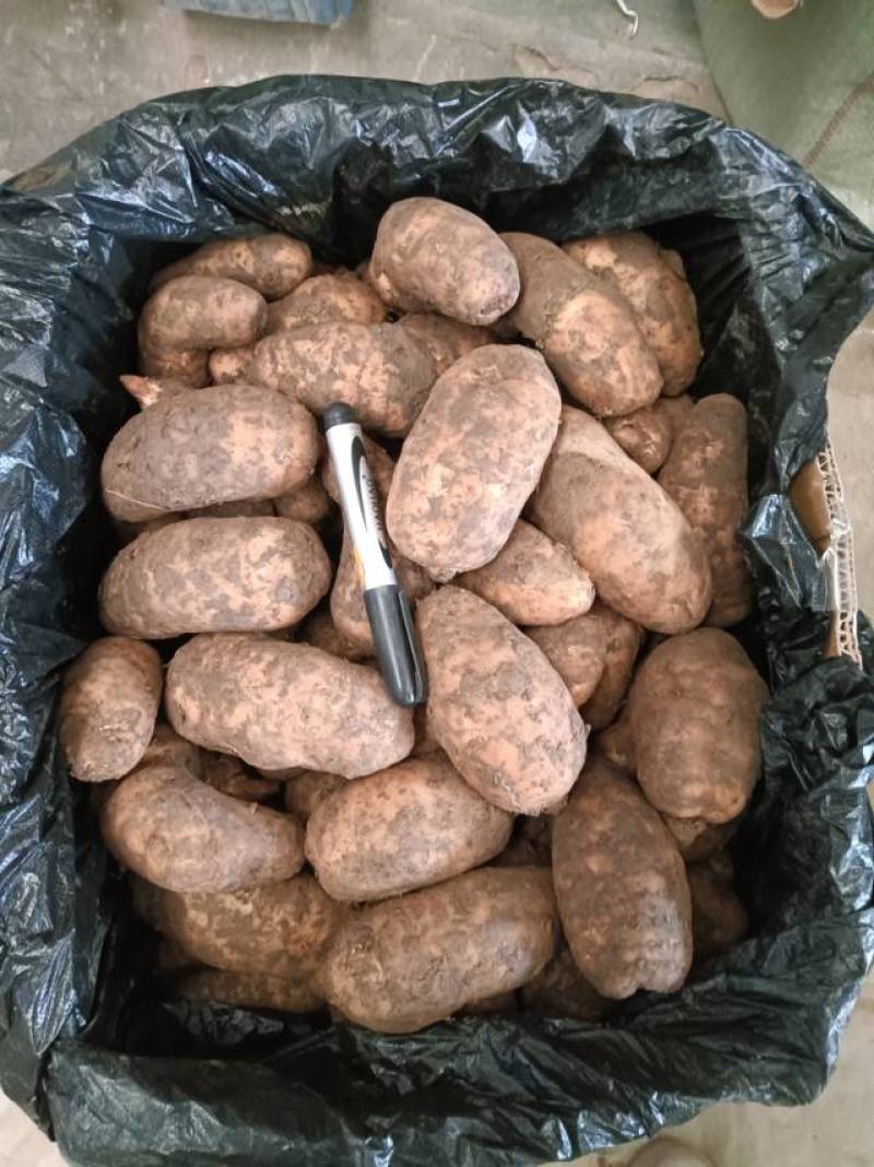 【成都产地直供】新鲜天麻，每天到货，欢迎订购