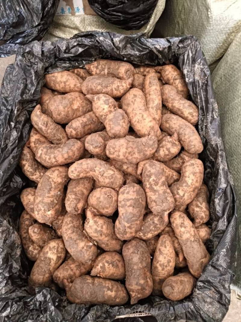 【成都产地直供】新鲜天麻，每天到货，欢迎订购