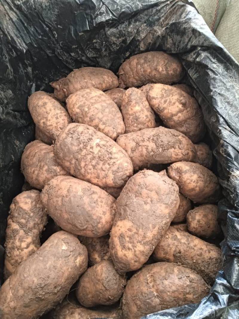【成都产地直供】新鲜天麻，每天到货，欢迎订购