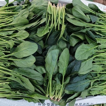 山东精品菠菜大量供应需要的老板联系我对接市场商超质量保证