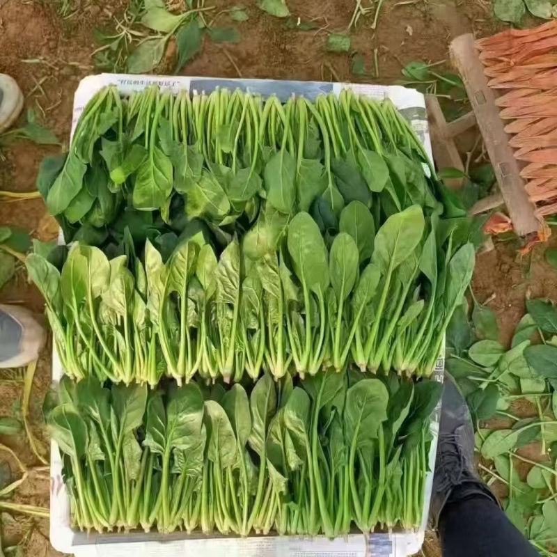 山东精品菠菜大量供应需要的老板联系我对接市场商超质量保证