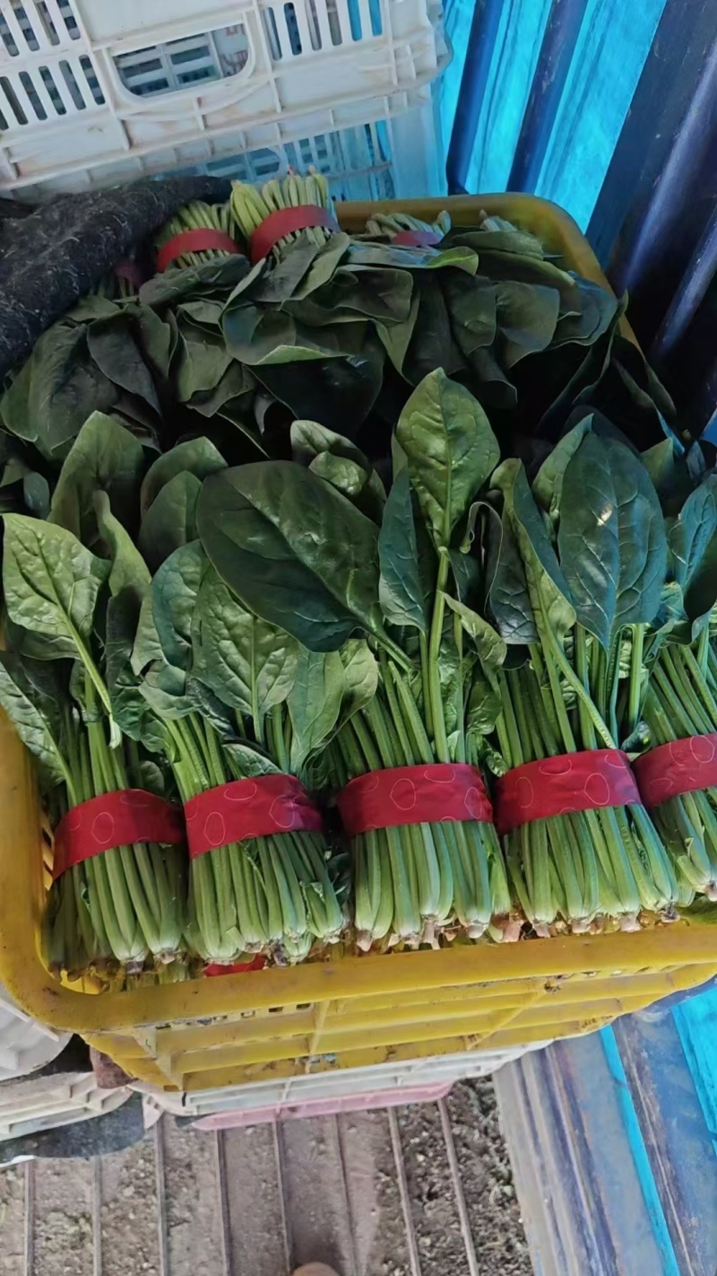 山东精品菠菜大量供应需要的老板联系我对接市场商超质量保证