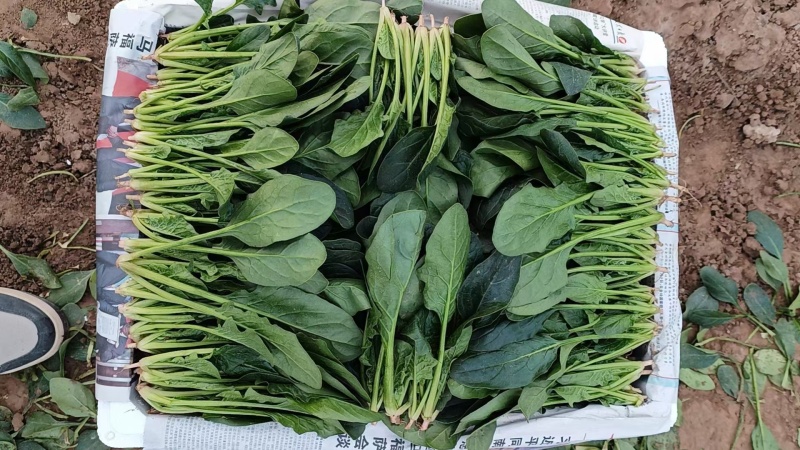 山东精品菠菜大量供应需要的老板联系我对接市场商超质量保证