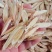 岷县精品黄芪大片中片小片产地直发诚信经营全国发货