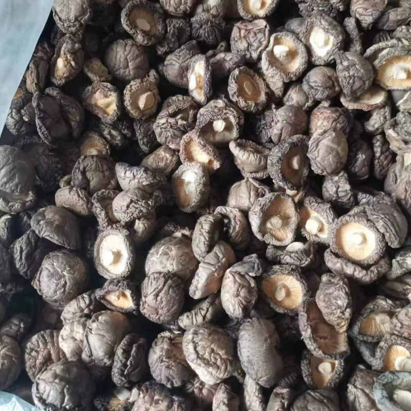 西峡香菇冬菇产地直发帮助找车