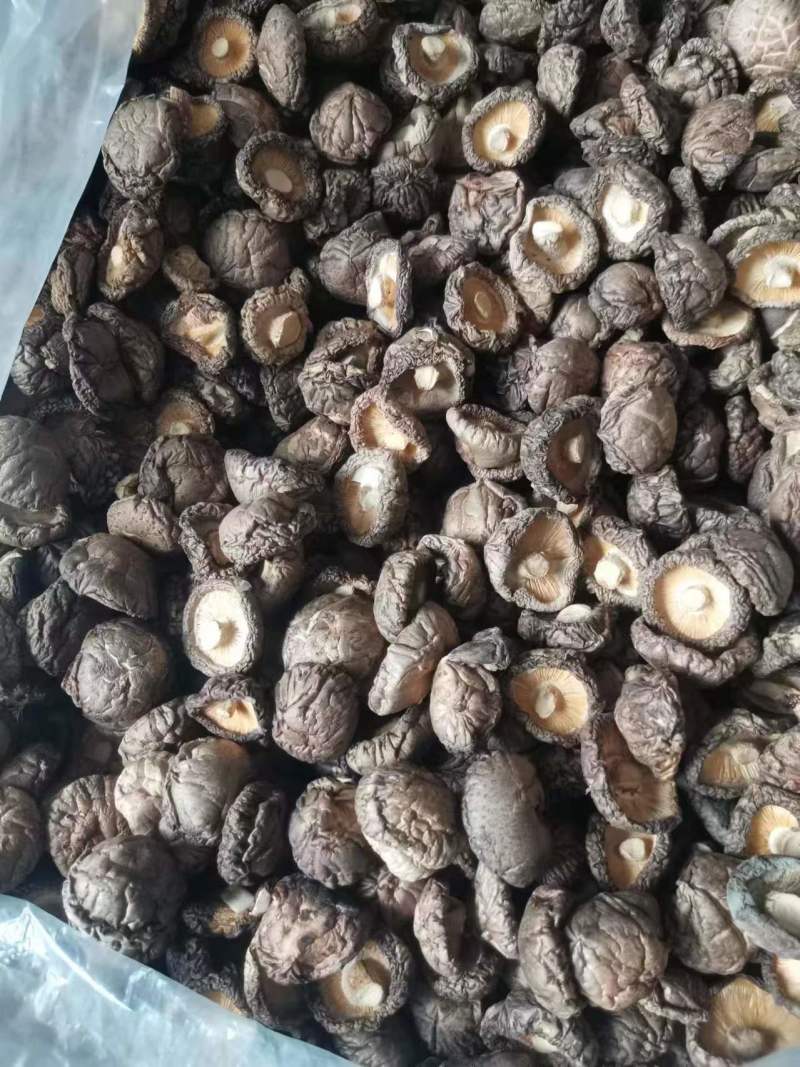 西峡香菇冬菇产地直发帮助找车