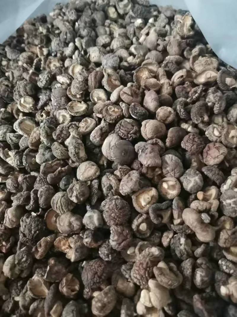 西峡香菇冬菇产地直发帮助找车