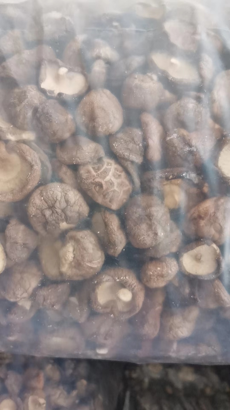 西峡香菇冬菇产地直发帮助找车