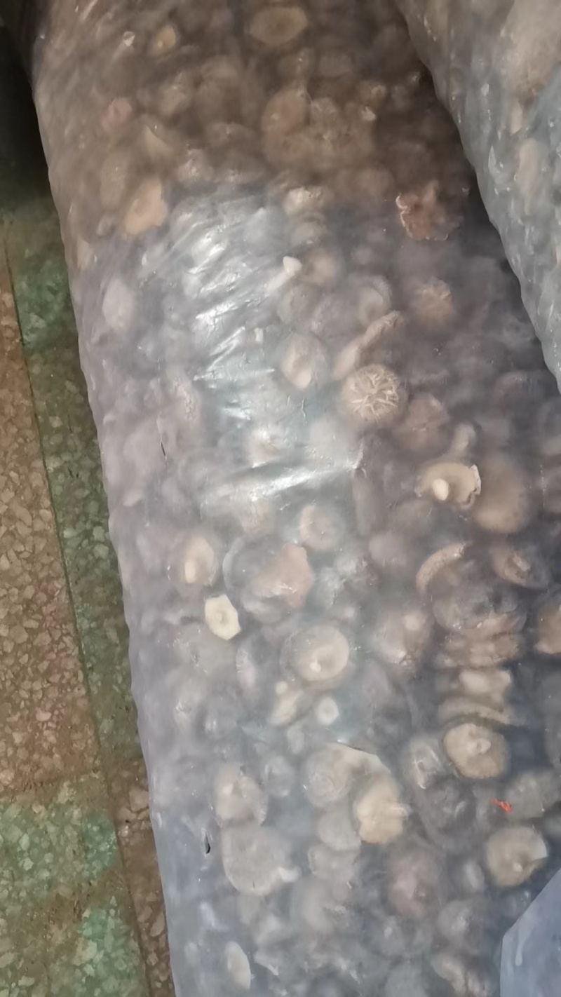 西峡香菇冬菇产地直发帮助找车