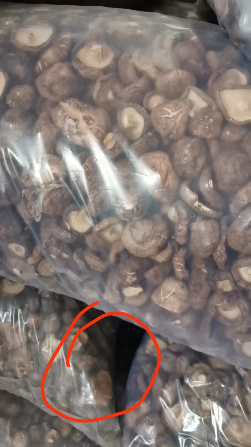 西峡香菇冬菇产地直发帮助找车