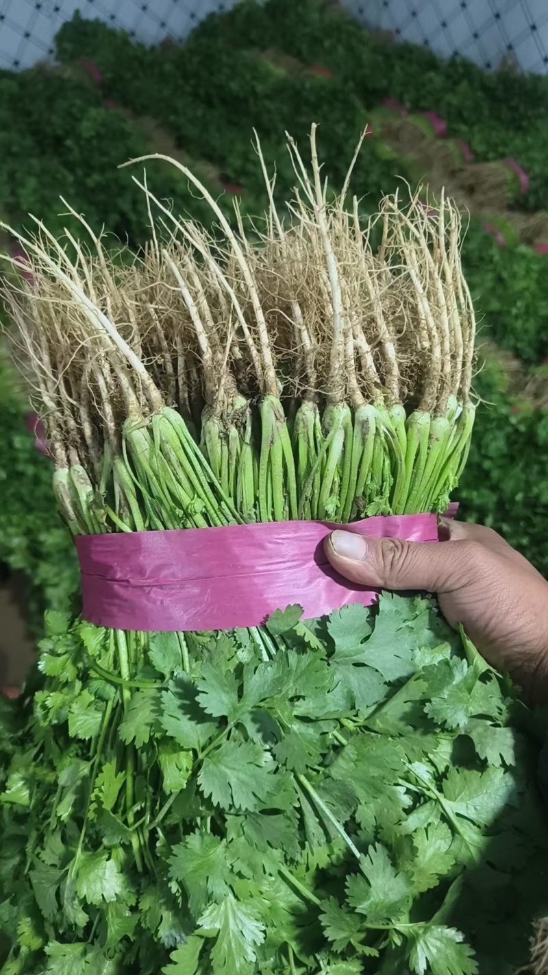河南香菜大量上市，产地直发货源充足，欢迎来电选购！