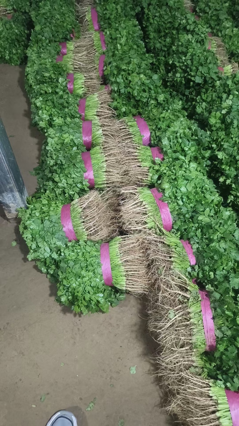河南香菜大量上市，产地直发货源充足，欢迎来电选购！