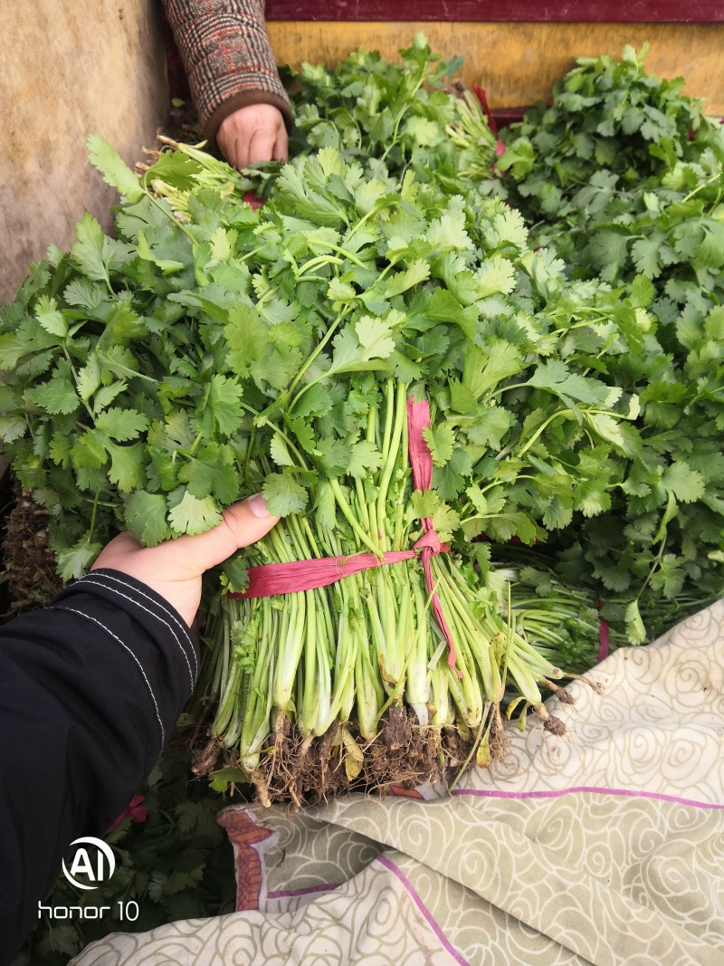河南香菜大量上市，产地直发货源充足，欢迎来电选购！