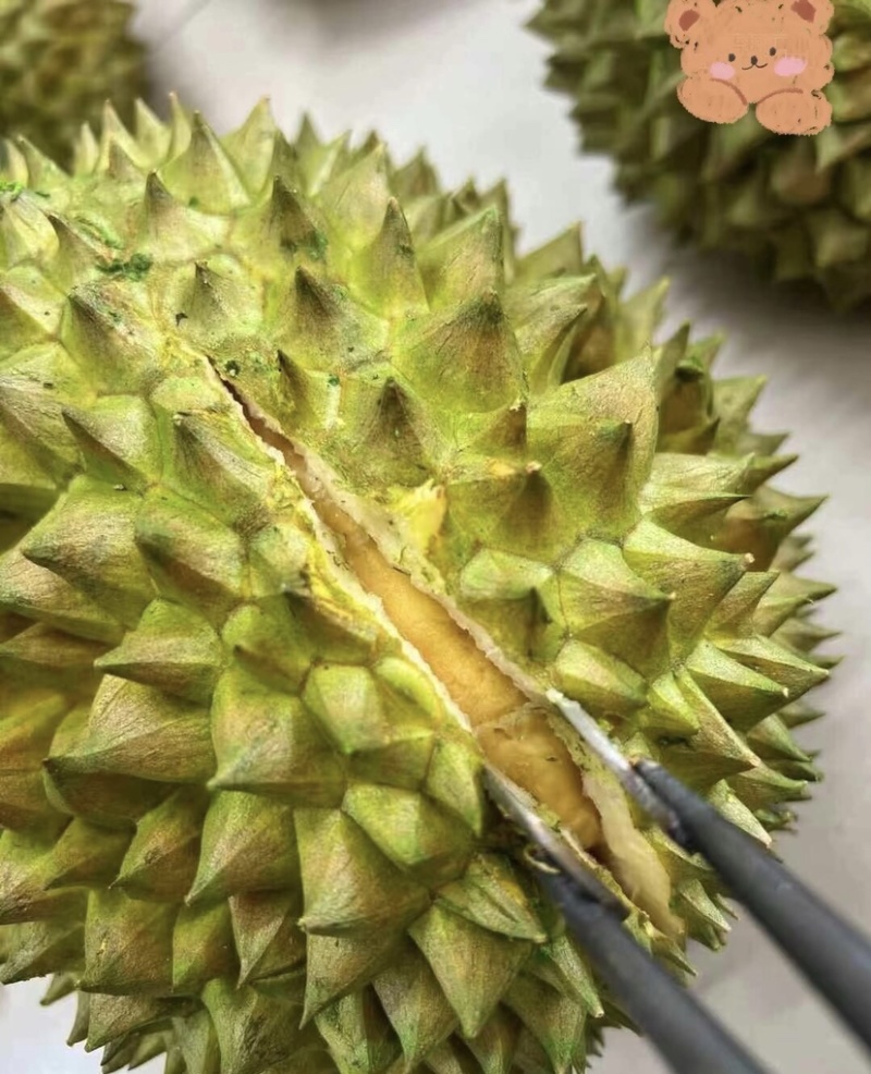 菲律宾普雅榴莲广州江南市场源头直发品质保证