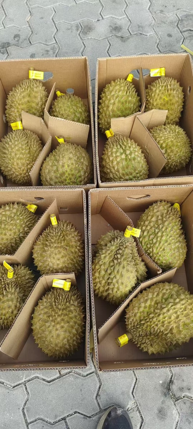 菲律宾普雅榴莲广州江南市场源头直发品质保证