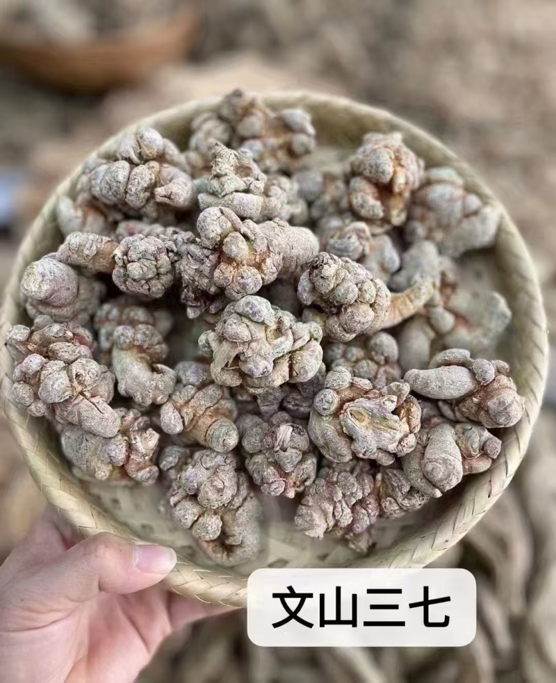 云南三七文山三七规格齐全可打粉一手好货对接各级