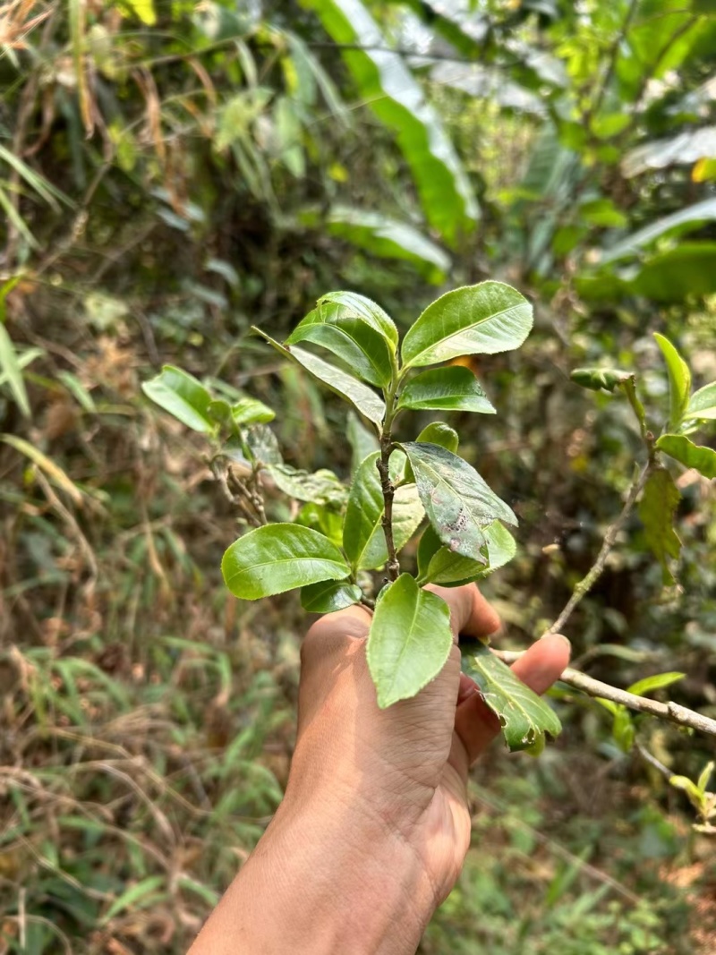 自家乔木晒红茶样品试喝装20克包邮