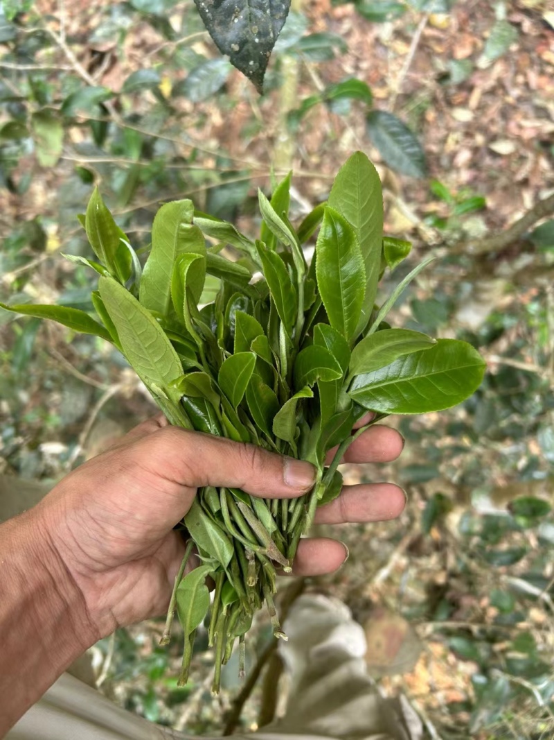自家乔木晒红茶样品试喝装20克包邮