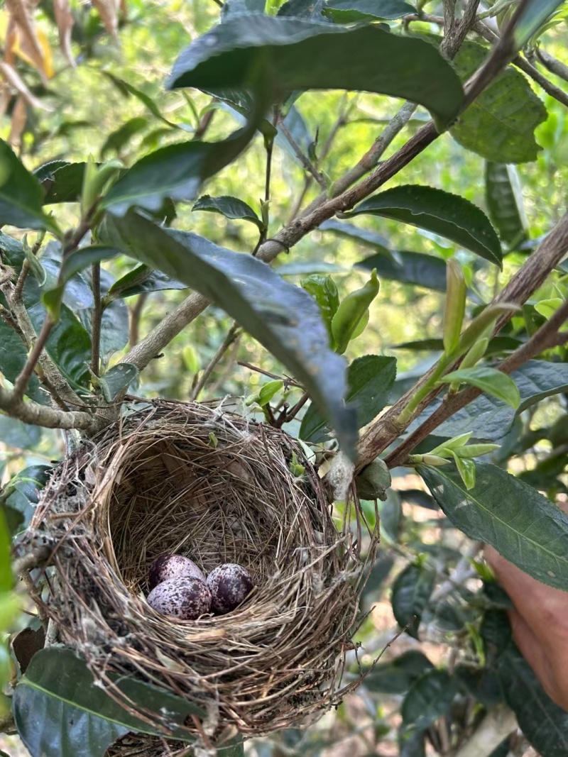 自家乔木晒红茶样品试喝装20克包邮