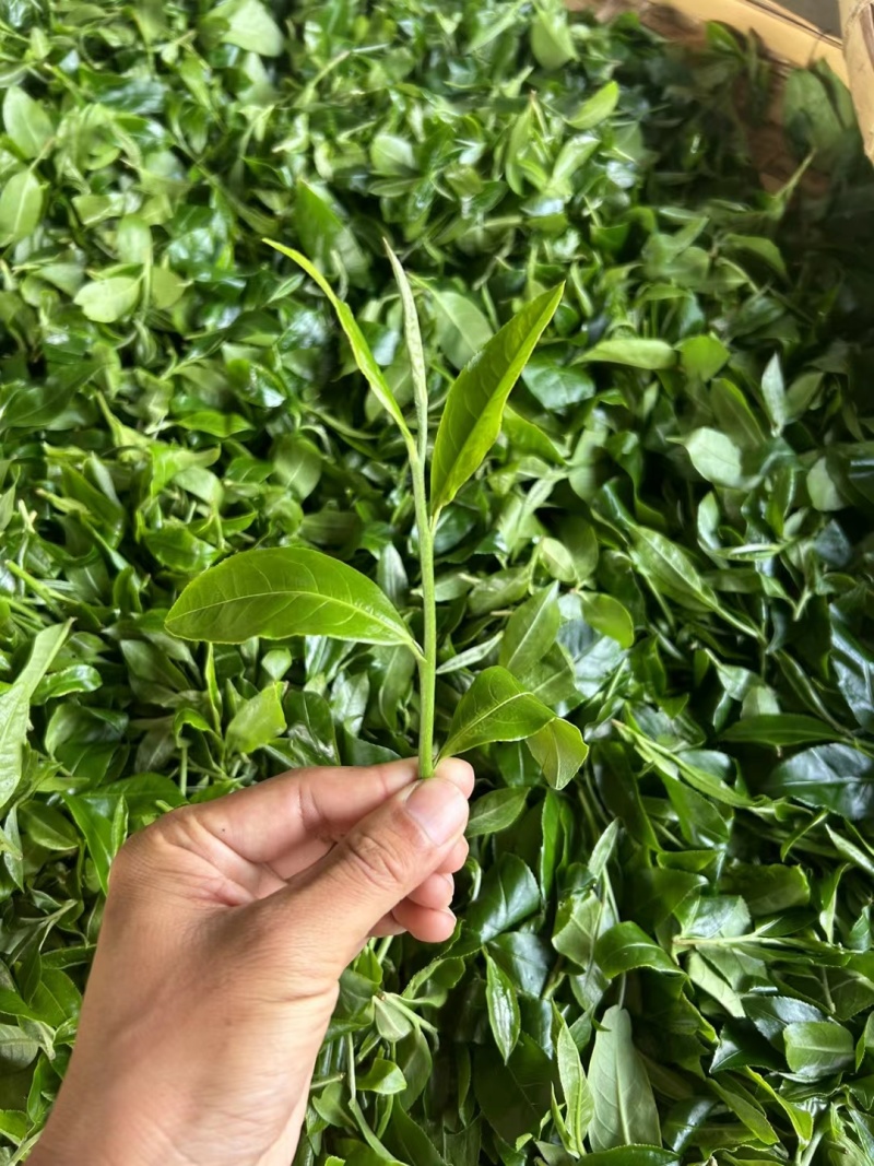 自家乔木晒红茶样品试喝装20克包邮