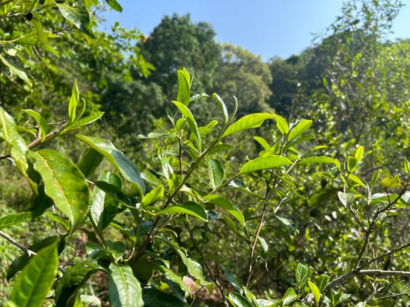 自家乔木晒红茶样品试喝装20克包邮