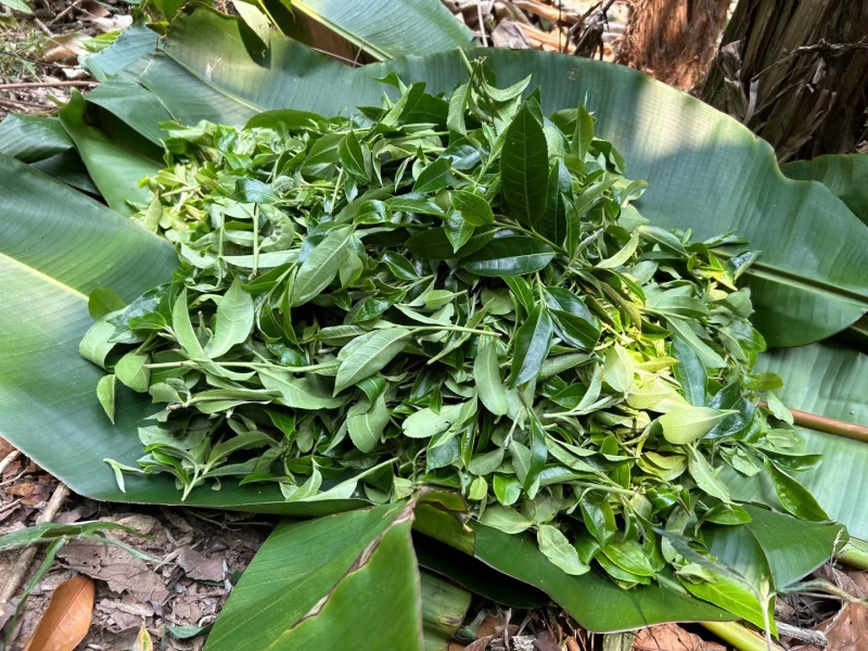 自家乔木晒红茶样品试喝装20克包邮