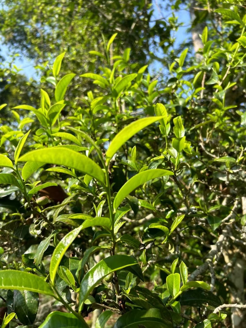 自家乔木晒红茶样品试喝装20克包邮