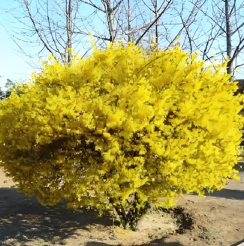 金叶莲翘【春天的报春花，开花时无叶，花后长叶】耐修枝