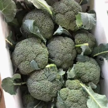 精品西兰花大量上市，品质好，价格不高
