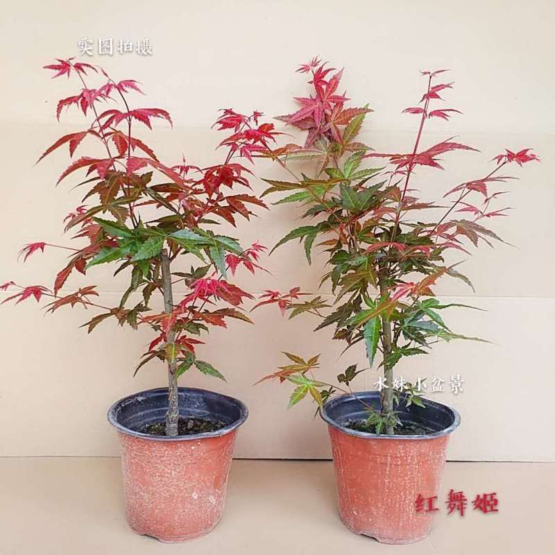 红枫【很漂亮的绿化树种，细叶，树型不高】