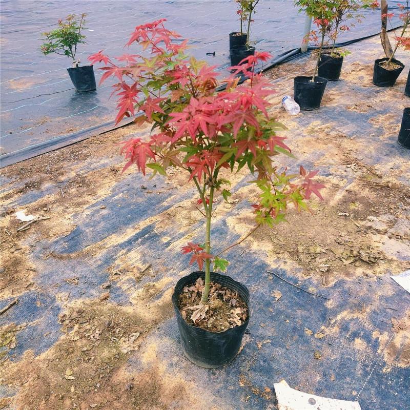 红枫【很漂亮的绿化树种，细叶，树型不高】