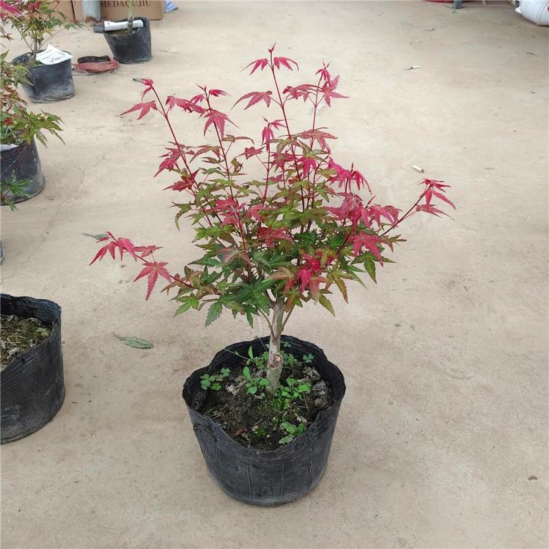 红枫【很漂亮的绿化树种，细叶，树型不高】