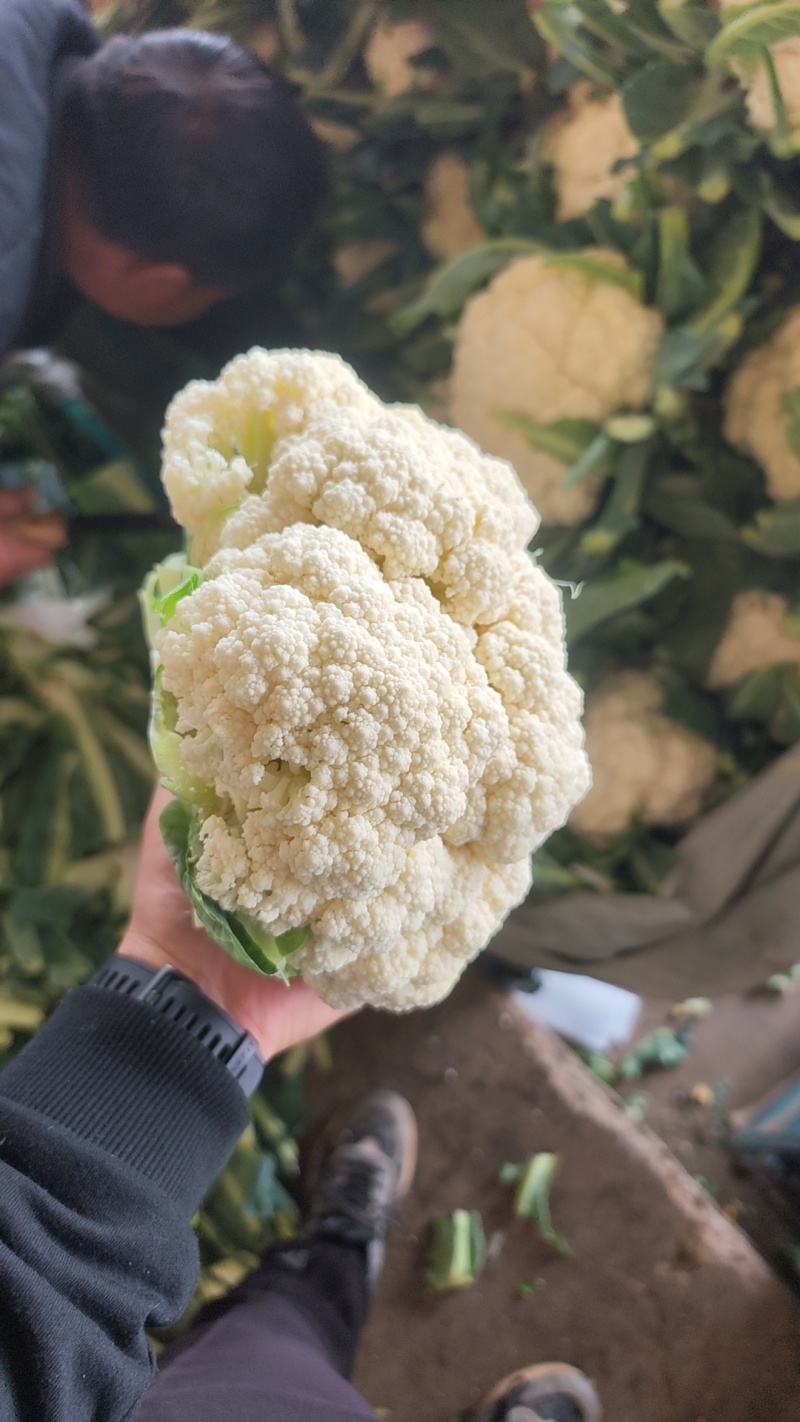 河北邯郸有机菜花大量上市一手货源可视频看货欢迎来电咨询
