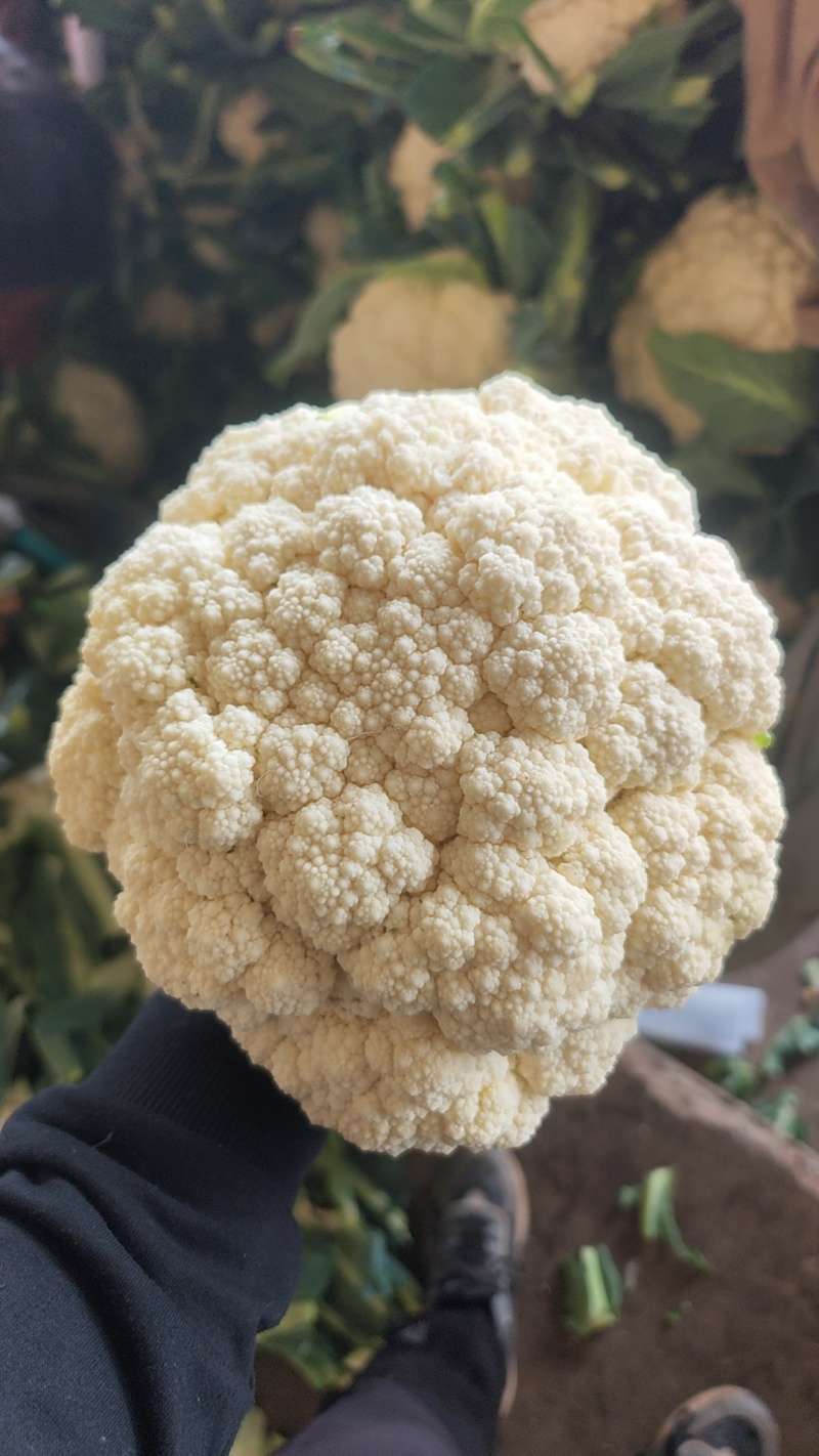 河北邯郸有机菜花大量上市一手货源可视频看货欢迎来电咨询