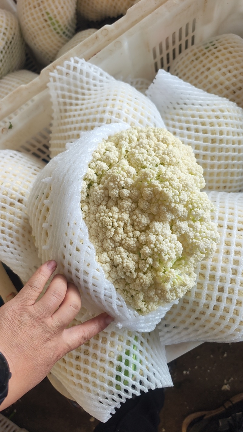 河北邯郸有机菜花大量上市一手货源可视频看货欢迎来电咨询