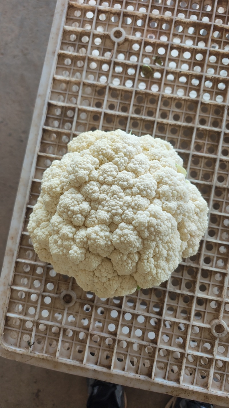 河北邯郸有机菜花大量上市一手货源可视频看货欢迎来电咨询