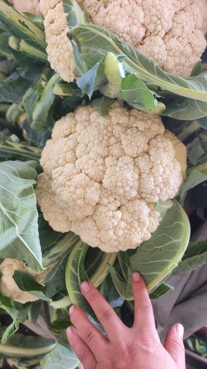 河北邯郸有机菜花大量上市一手货源可视频看货欢迎来电咨询