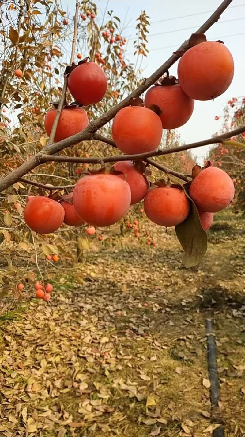 竹子罐柿子货源充足，颜色鲜艳，果型诱人，口感爽甜，面积大