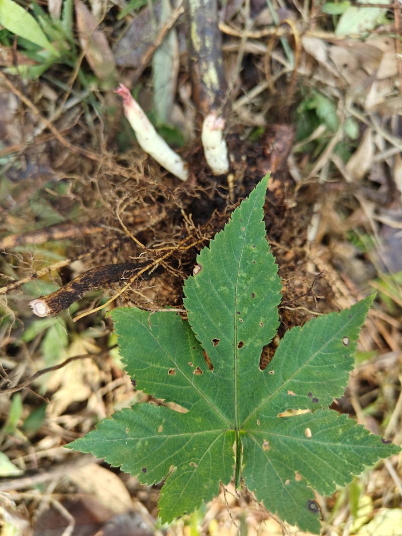 五叶，七叶覆盆子苗全年供应对接全国
