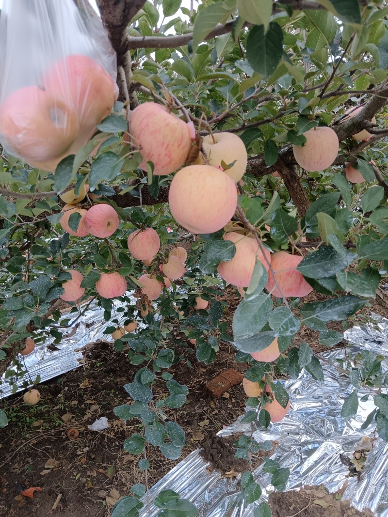 烟台红富士苹果