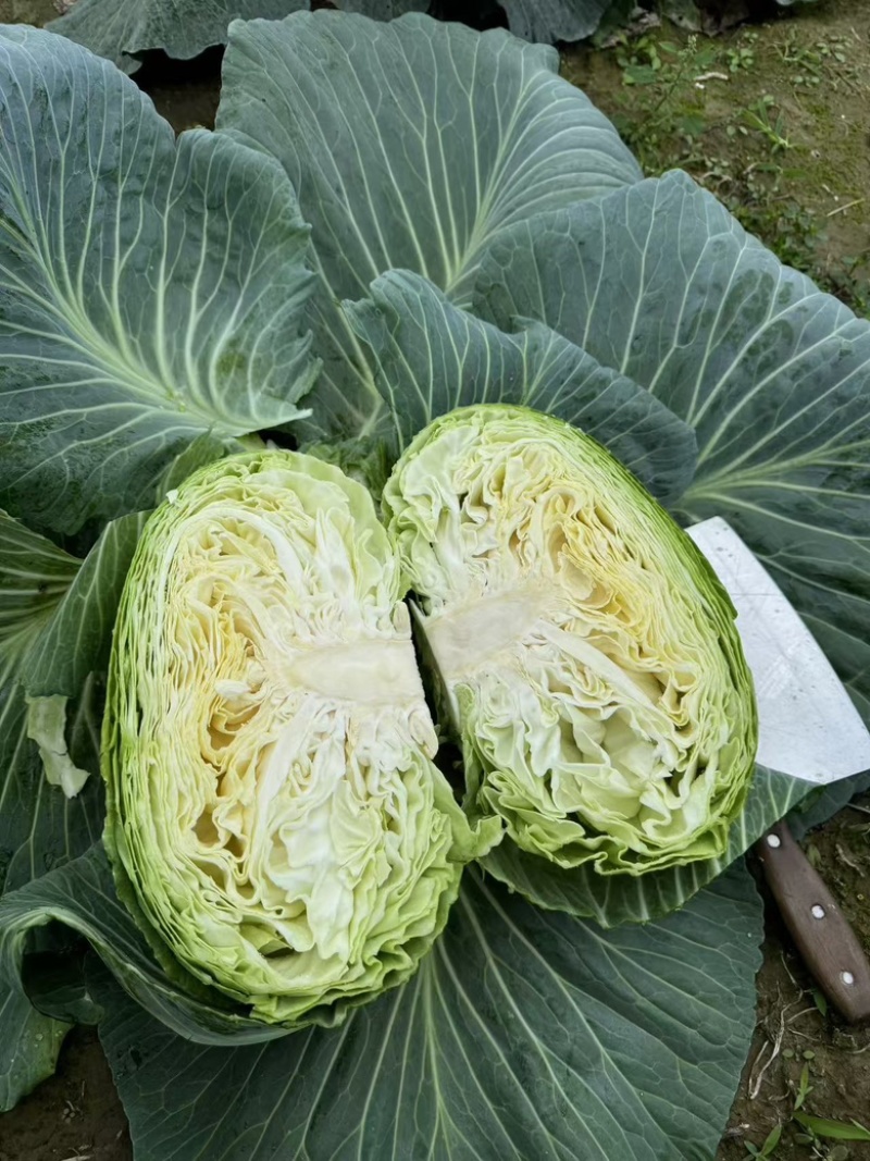 精品甘蓝大量上市，一手货源质量保证，诚信经营，全国发货