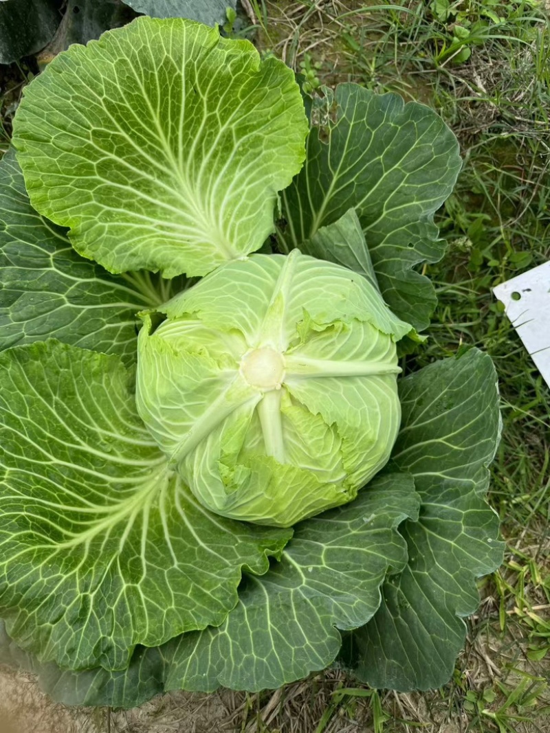 精品甘蓝大量上市，一手货源质量保证，诚信经营，全国发货