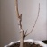 【6年海棠花苗】盆栽树苗盆景老桩室内观花绿植庭院四季开