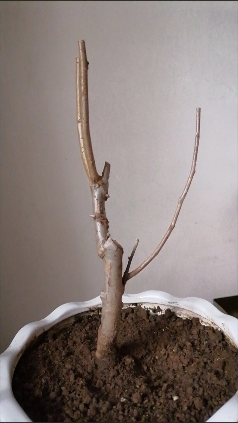 【6年海棠花苗】盆栽树苗盆景老桩室内观花绿植庭院四季开