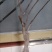 【6年海棠花苗】盆栽树苗盆景老桩室内观花绿植庭院四季开
