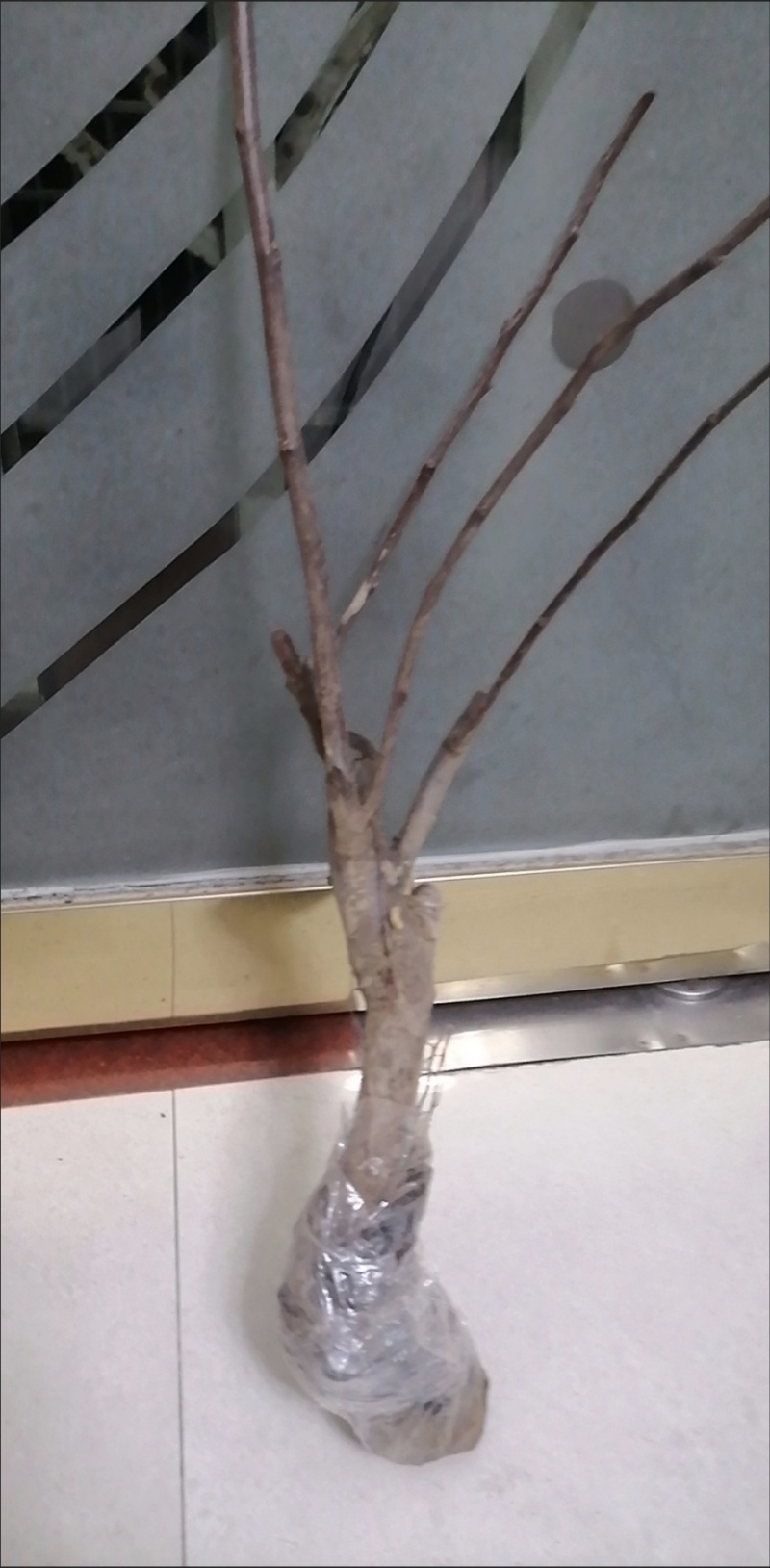 【6年海棠花苗】盆栽树苗盆景老桩室内观花绿植庭院四季开