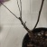 【6年海棠花苗】盆栽树苗盆景老桩室内观花绿植庭院四季开