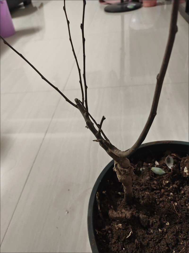 【6年海棠花苗】盆栽树苗盆景老桩室内观花绿植庭院四季开