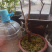 【6年海棠花苗】盆栽树苗盆景老桩室内观花绿植庭院四季开