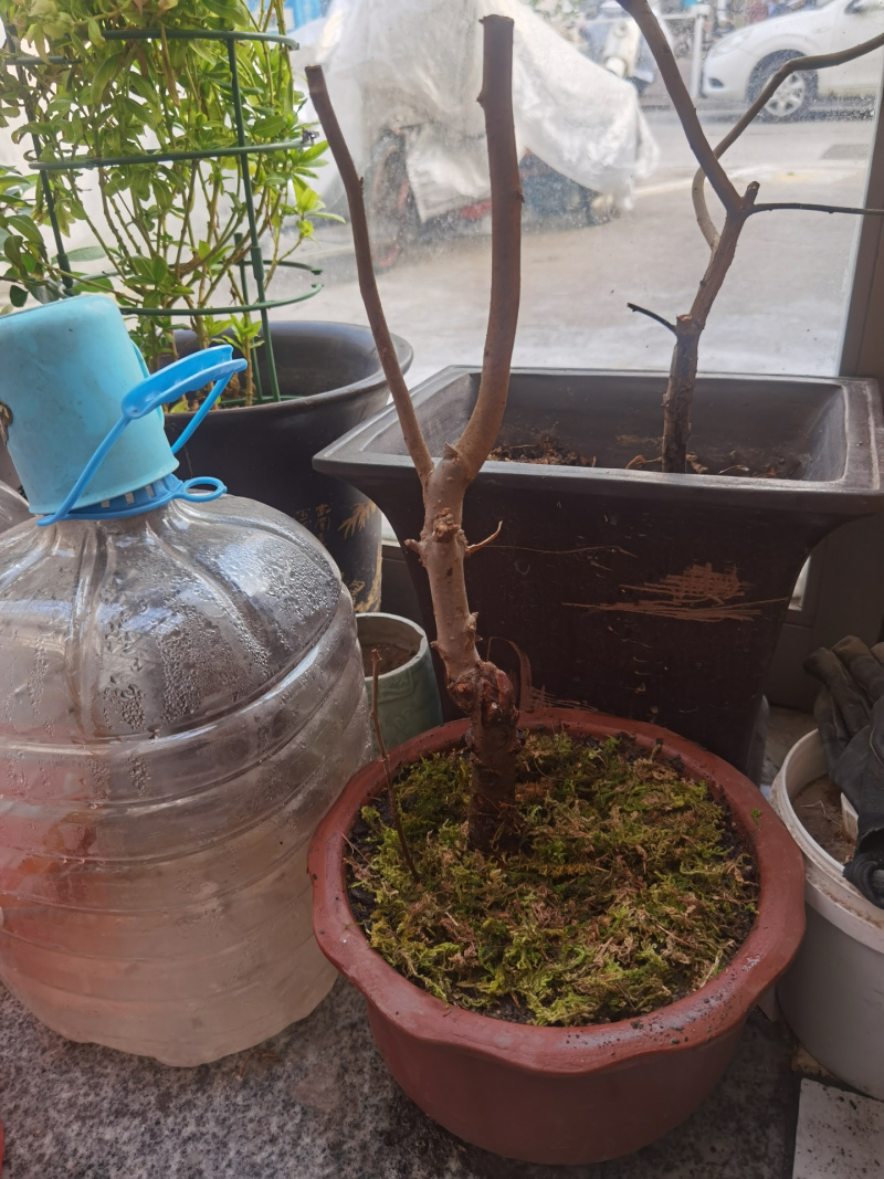 【6年海棠花苗】盆栽树苗盆景老桩室内观花绿植庭院四季开